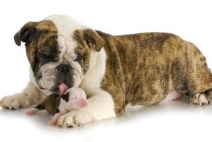 bulldog madre e cucciolo foto