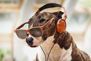 bull terrier in miniatura sta ascoltando musica