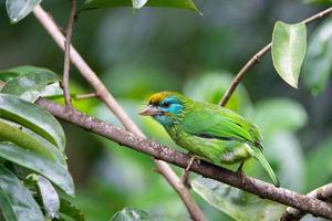 sri lanka endemico giallo fronteggiato Barbet uccello foto