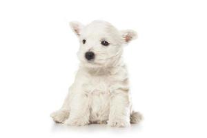 West Highland White Terrier cucciolo