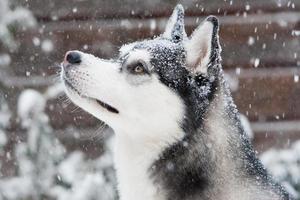 cucciolo di siberian husky nella neve foto