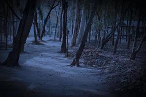 Fata mistero foresta misterioso atmosfera paranormale, un altro mondo un' sconosciuto nel un' nebbioso foresta pauroso buio parco sfondo per sfondo. foto