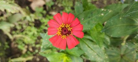 bellissimo fiori nel giardino foto