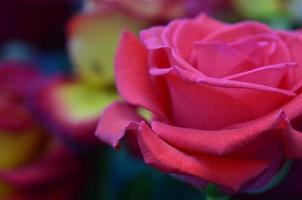 fresco e bagnato rosa con goccioline nel macro foto