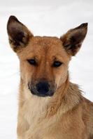 un' vagante senza casa cane. ritratto di un' triste arancia cane su un' nevoso sfondo foto