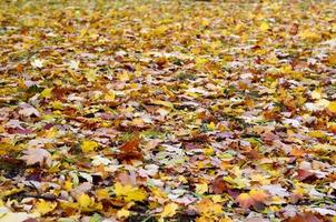 un' grande numero di caduto e ingiallito autunno le foglie su il terra. autunno sfondo struttura foto