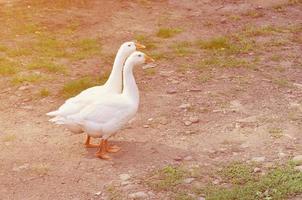 un' paio di divertente bianca oche siamo a piedi lungo il sporco erboso cortile foto