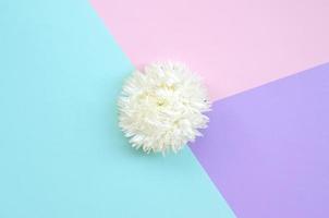 bianca crisantemo fiore su pastello blu rosa e lilla sfondo superiore Visualizza foto