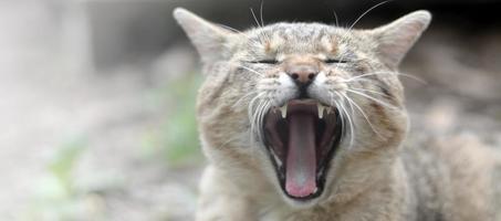 Marrone soriano domestico gatto sbadigli su sfocato verde cortile foto