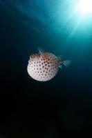 burrfish a macchie gialle usando il suo sistema di difesa. foto