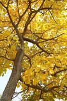 albero d'autunno