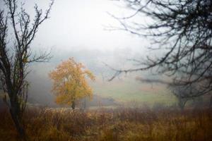 alberi autunnali e nebbia