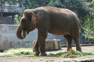 Sumatra elefante elefa maximus sumatrano nel il ragunano natura parco o ragunano zoo foto