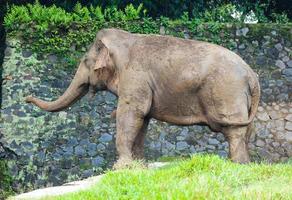 Sumatra elefante elefa maximus sumatrano nel il ragunano natura parco o ragunano zoo foto