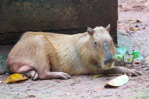 capibara idrochoerus hydrochaeris a ragunano zoo, Giacarta. foto