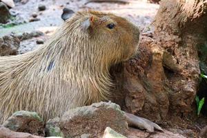 capibara idrochoerus hydrochaeris a ragunano zoo, Giacarta. foto