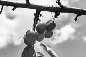 fotografia su tema bellissimo frutta ramo ciliegia albero foto