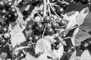 bellissimo bacca ramo nero ribes cespuglio con naturale le foglie foto