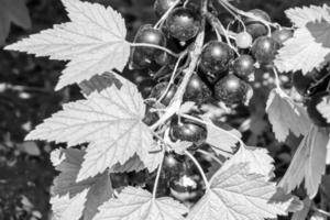 bellissimo bacca ramo nero ribes cespuglio con naturale le foglie foto