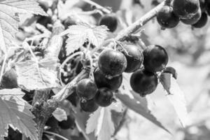 bellissimo bacca ramo nero ribes cespuglio con naturale le foglie foto