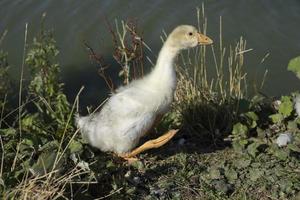 oche su stagno. pollame nel campagna. bianca piume. animale su lago. foto