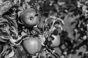 fotografia sul tema bellissimo albero di frutta ramo di melo foto