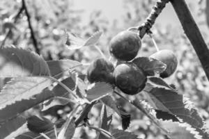 fotografia su tema bellissimo frutta ramo ciliegia albero foto