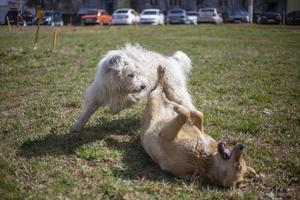 cani giocare a. animali domestici su strada. grande cani combattere. a piedi animali domestici nel estate. foto