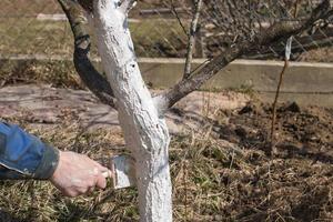 umano mano Tenere spazzola e imbiancatura un' giovane albero nel presto primavera. giardinaggio concetto foto