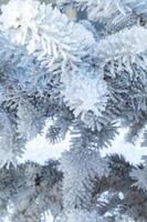 gelido abete albero con brillante ghiaccio brina nel nevoso foresta parco. Natale albero coperto brina e nel neve. tranquillo pacifico inverno natura. estremo nord Basso temperatura, freddo inverno tempo metereologico all'aperto. foto