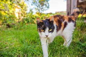 arrogante capelli corti domestico bellissimo soriano gatto si intrufola attraverso fresco verde erba prato sfondo foto