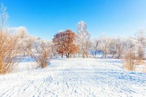 gelido alberi nel nevoso foresta, freddo tempo metereologico nel soleggiato mattina. tranquillo inverno natura nel luce del sole. ispirazione naturale inverno giardino o parco. tranquillo, calmo freddo ecologia natura paesaggio sfondo. foto