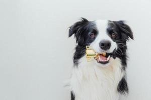 simpatico cucciolo di cane border collie che tiene la tazza del trofeo del campione in miniatura in bocca isolata su sfondo bianco. vincitore campione cane divertente. vittoria primo posto della competizione. concetto vincente o di successo. foto