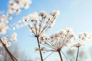 gelido erba nel nevoso foresta, freddo tempo metereologico nel soleggiato mattina. tranquillo inverno natura nel luce del sole. ispirazione naturale inverno giardino, parco. tranquillo, calmo freddo ecologia paesaggio sfondo. foto