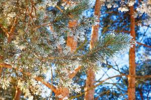 gelido pino albero ramo nel nevoso foresta, freddo tempo metereologico soleggiato mattina. tranquillo inverno natura nel luce del sole. ispirazione naturale inverno giardino o parco. tranquillo, calmo freddo ecologia natura paesaggio sfondo. foto