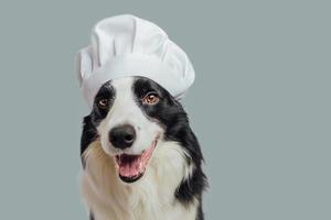 divertente cucciolo cane confine collie nel capocuoco cucinando cappello isolato su grigio sfondo. capocuoco cane cucinando cena. fatti in casa cibo ristorante menù concetto. cucinando processi. foto