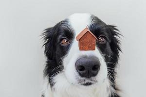 divertente ritratto di un simpatico cucciolo di cane border collie che tiene una casa modello giocattolo in miniatura sul naso, isolata su sfondo bianco. mutuo immobiliare proprietà dolce casa concetto di rifugio per cani foto