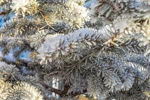 gelido abete albero con brillante ghiaccio brina nel nevoso foresta parco. Natale albero coperto brina e nel neve. tranquillo pacifico inverno natura. estremo nord Basso temperatura, freddo inverno tempo metereologico all'aperto. foto