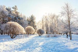 gelido alberi nel nevoso foresta, freddo tempo metereologico nel soleggiato mattina. tranquillo inverno natura nel luce del sole. ispirazione naturale inverno giardino o parco. tranquillo, calmo freddo ecologia natura paesaggio sfondo. foto