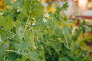 concetto di giardinaggio e agricoltura. piselli organici maturi freschi verdi perfetti pronti per la raccolta sul ramo in giardino. produzione di cibo casalingo vegano vegetariano. l'orto locale produce baccelli di piselli puliti. foto