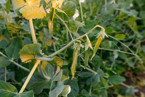 concetto di giardinaggio e agricoltura. piselli organici maturi freschi verdi perfetti pronti per la raccolta sul ramo in giardino. produzione di cibo casalingo vegano vegetariano. l'orto locale produce baccelli di piselli puliti. foto