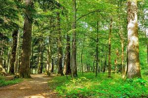 paesaggio con rurale strade forchetta nel foresta foto