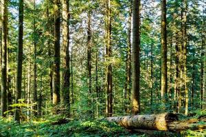 alberi forestali autunnali. Sfondi di natura verde e legno del sole foto