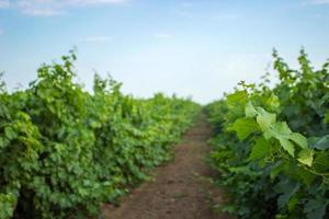 verde uva ramoscello e le foglie su vite telaio sfondo. giovane uva le foglie e riccioli su vite nel il vigneto estate sfondo. foto