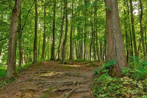 paesaggio con rurale strade forchetta nel foresta foto