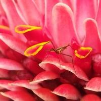 insetti su il fiori foto