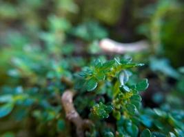 lasciato graticola o acqua issopo è un' pianta appartenente per il famiglia, scrophulariaceae esso è un' succulento con molte di cibo riserve glabra o un' liscio, senza peli strisciante erba foto