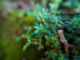 lasciato graticola o acqua issopo è un' pianta appartenente per il famiglia, scrophulariaceae esso è un' succulento con molte di cibo riserve glabra o un' liscio, senza peli strisciante erba foto