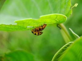 cheilomeni è un' genere di Coccinellidae coccinelle. essi siamo grande tipico coccinelle essi siamo sempre brillante e spesso avere leggero macchie su il elytra foto