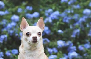 Marrone corto capelli chihuahua cane seduta su verde erba nel il giardino con viola fiori terra nera, guardare lontano curiosamente, copia spazio. foto